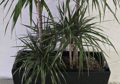 2025-01-2317.35.452839630146883355466