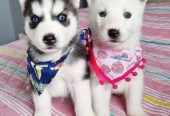 Cachorros de husky siberiano de raza pura