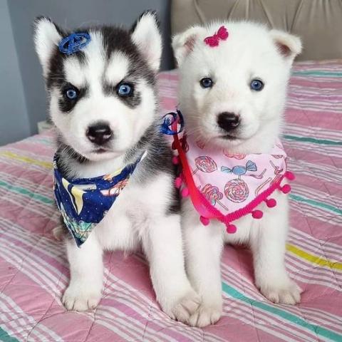 Cachorros de husky siberiano de raza pura