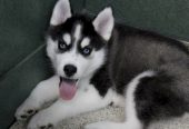 Cachorros de husky siberiano de raza pura