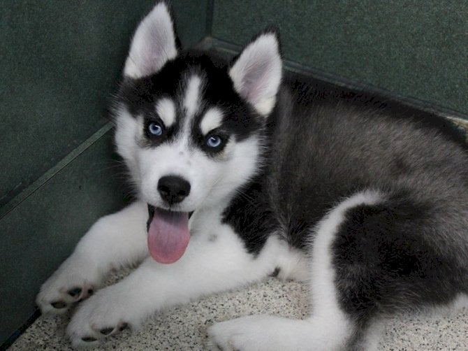 Cachorros de husky siberiano de raza pura