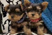 Cachorros Yorkshire Terrier Teacup registrado