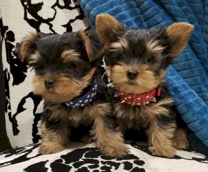 Cachorros Yorkshire Terrier Teacup registrado
