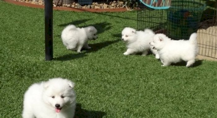 Encantadores cachorros de samoyedo