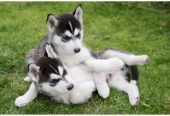 Cachorros de husky siberiano de raza pura