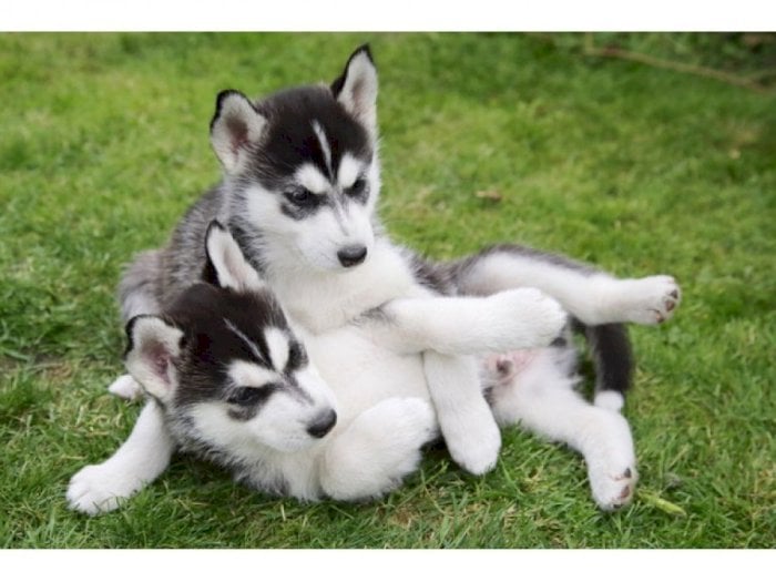 Cachorros de husky siberiano de raza pura