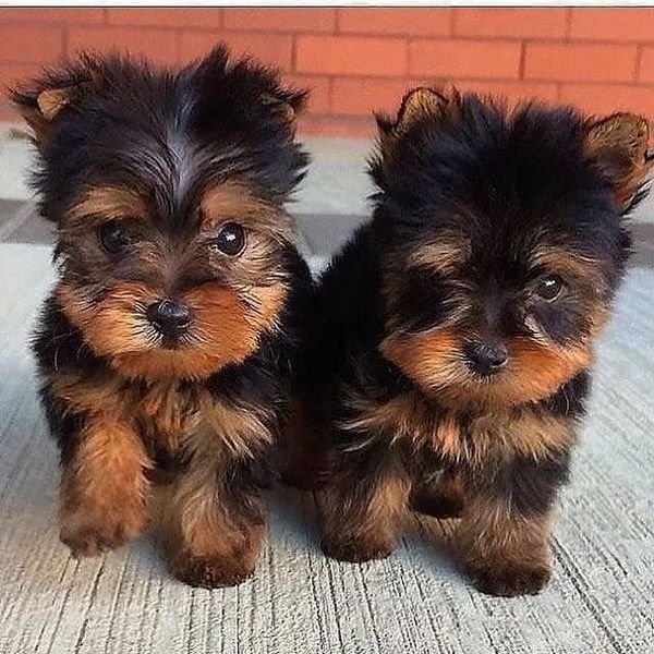 Cachorros Yorkshire Terrier Teacup registrado