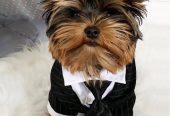 Cachorros Yorkshire Terrier Teacup registrado