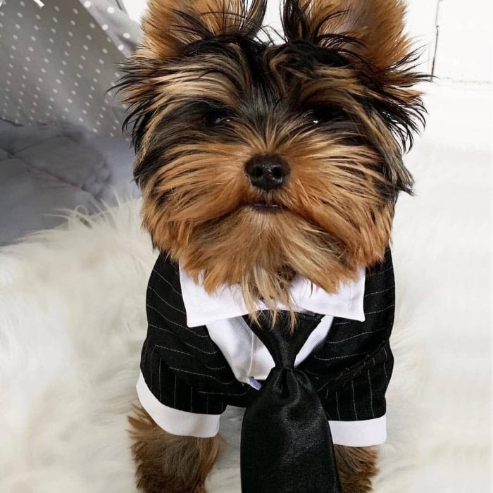 Cachorros Yorkshire Terrier Teacup registrado
