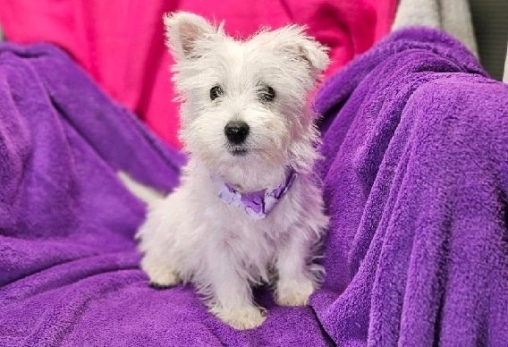 Cachorros de West Highland Terrier.
