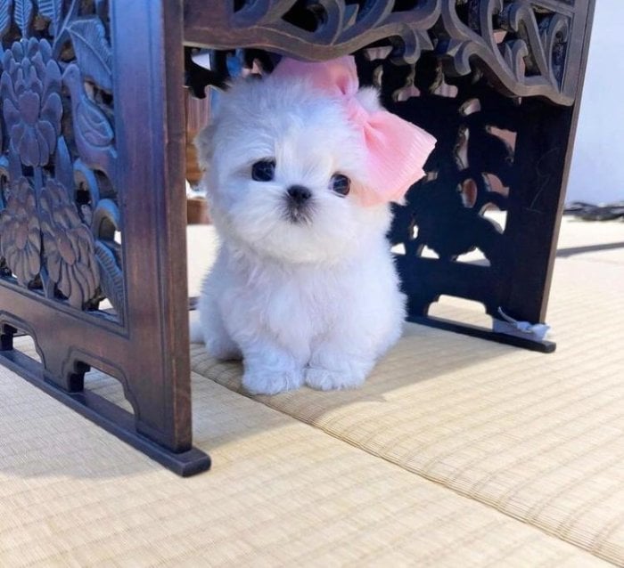 Cachorro Maltese blanco de valor incalculab