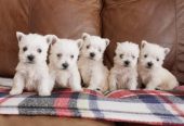 Cachorros de West Highland Terrier.