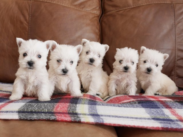 Cachorros de West Highland Terrier.
