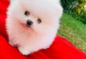 Hermosos cachorros de Pomerania disponibles