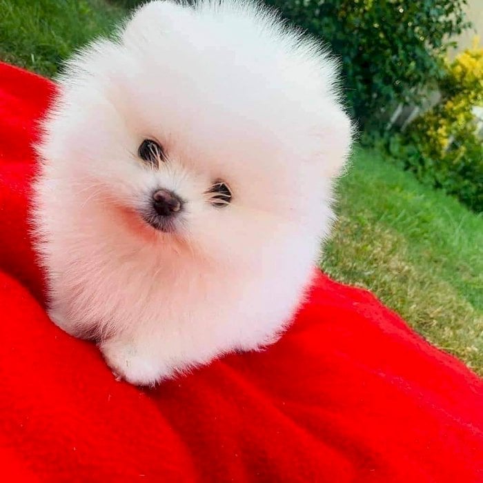 Hermosos cachorros de Pomerania disponibles