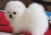 Hermosos cachorros de Pomerania disponibles
