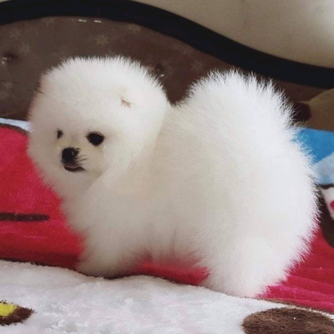 Hermosos cachorros de Pomerania disponibles
