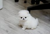 Hermosos cachorros de Pomerania disponibles