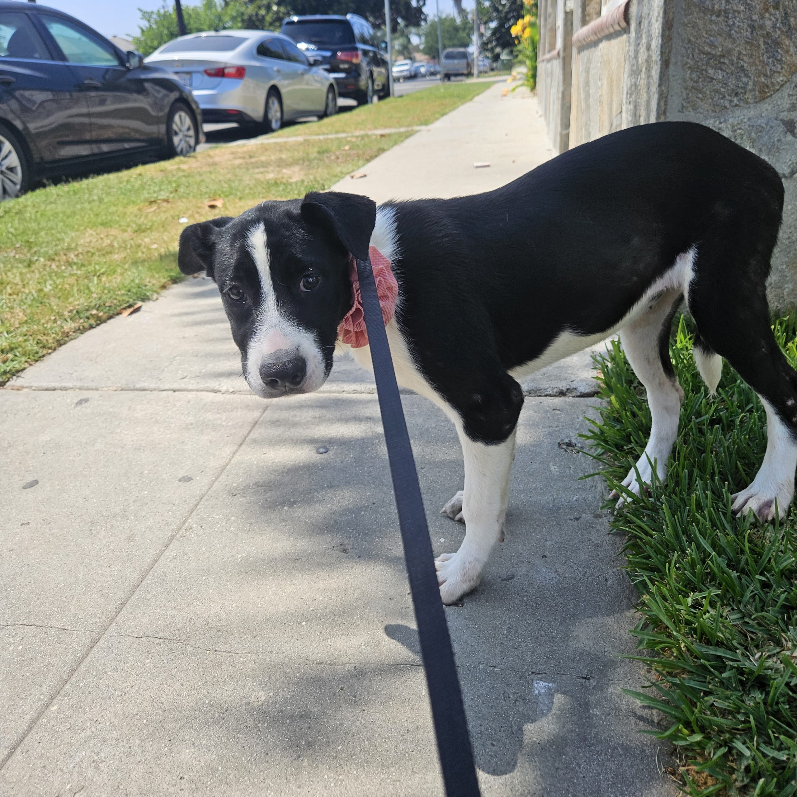 Border Collie entrenado en casa, listo para u