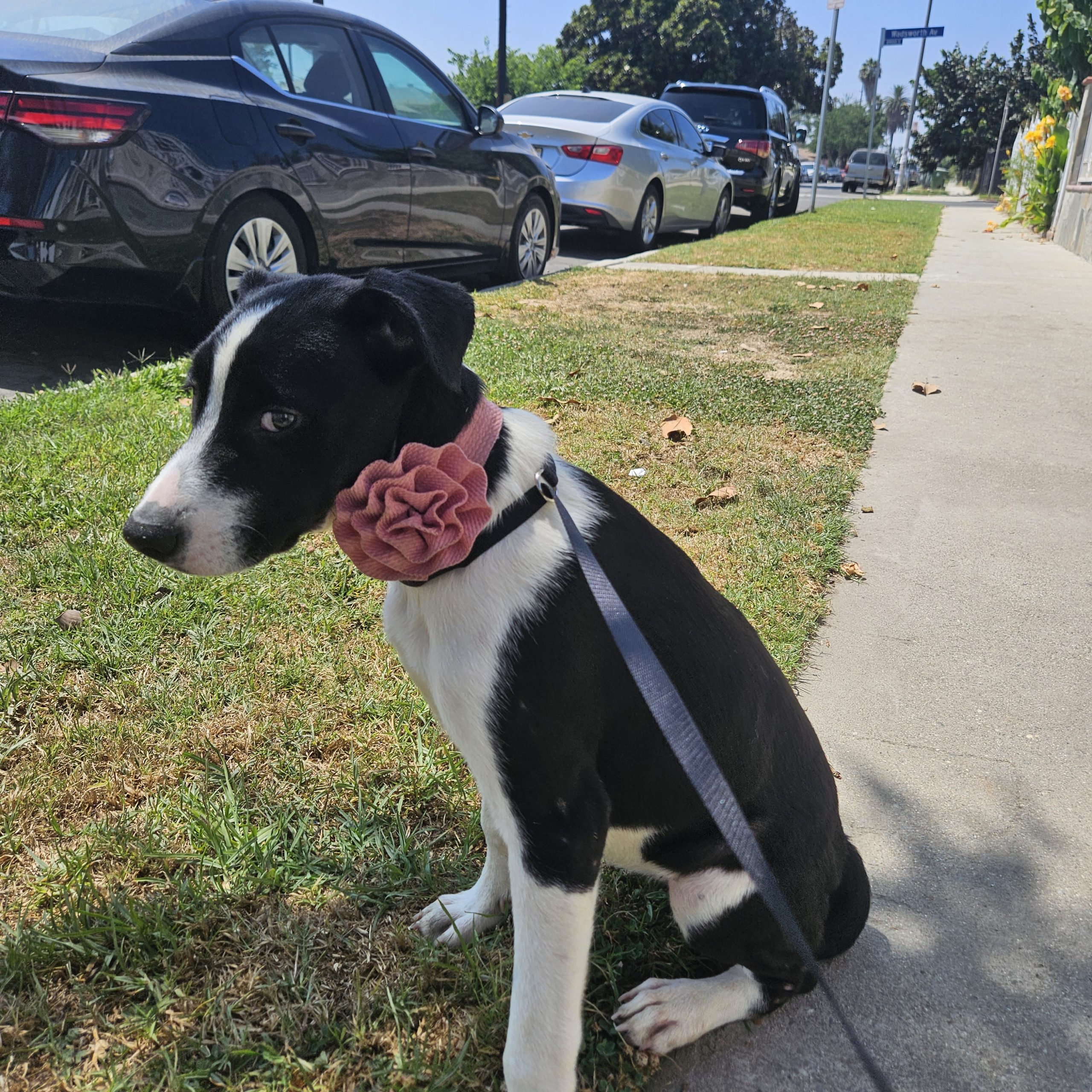 Border Collie entrenado en casa, listo para u
