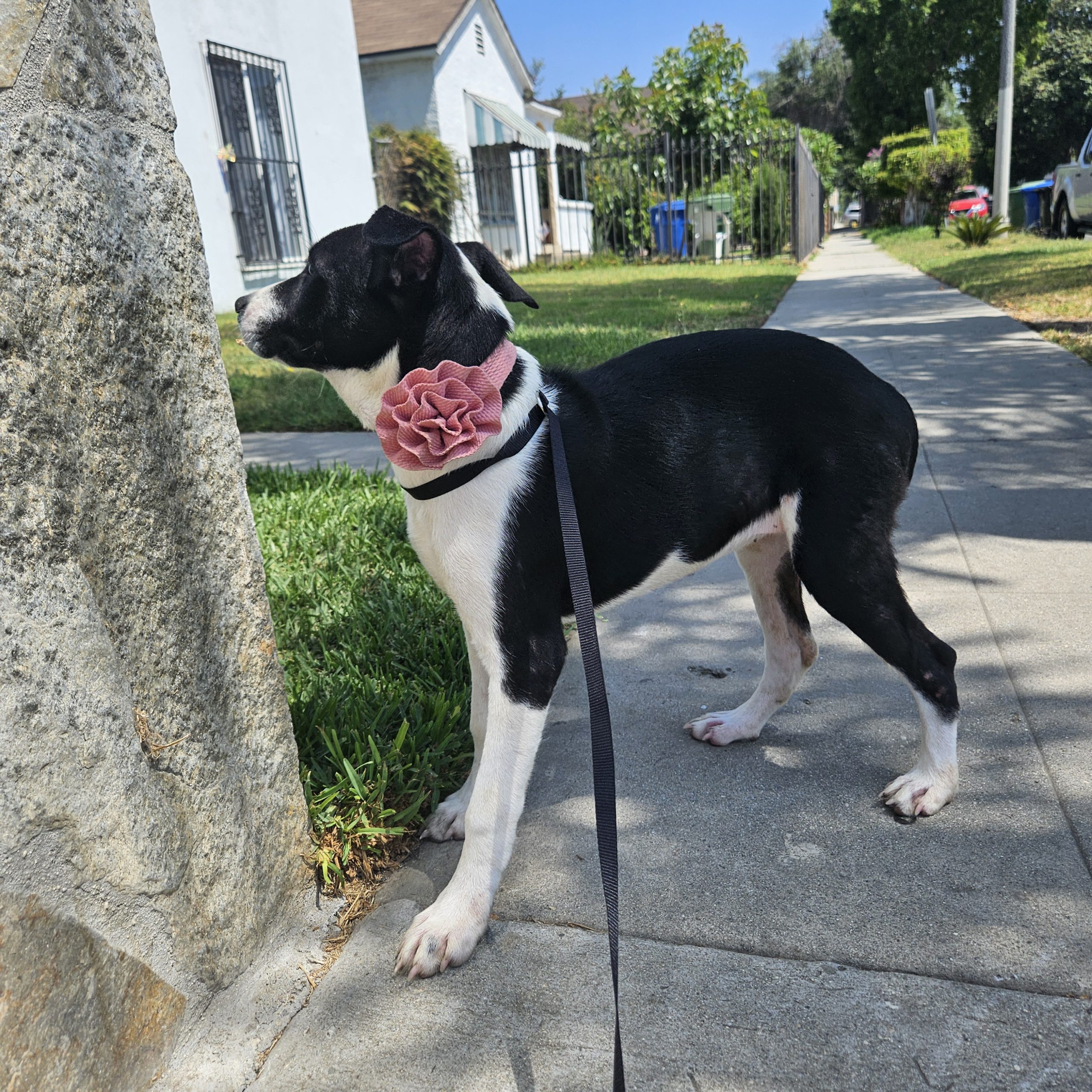 Border Collie entrenado en casa, listo para u