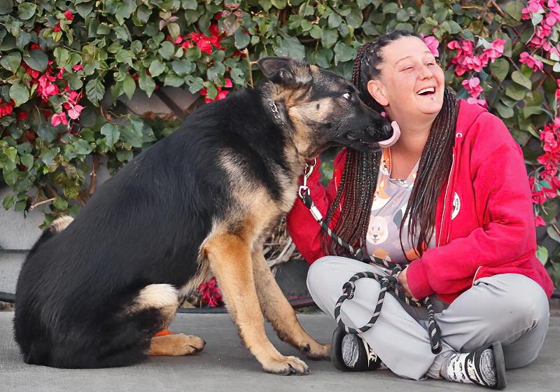 Cachorro de pastor alemán lists para ti.