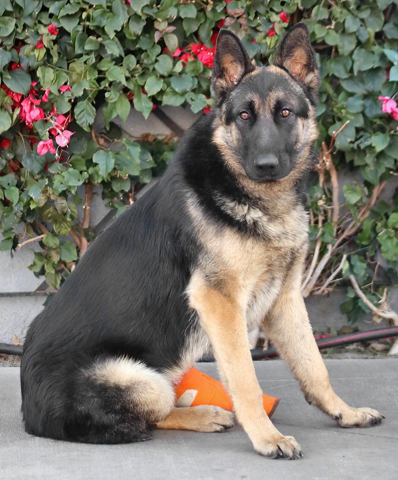 Cachorro de pastor alemán lists para ti.