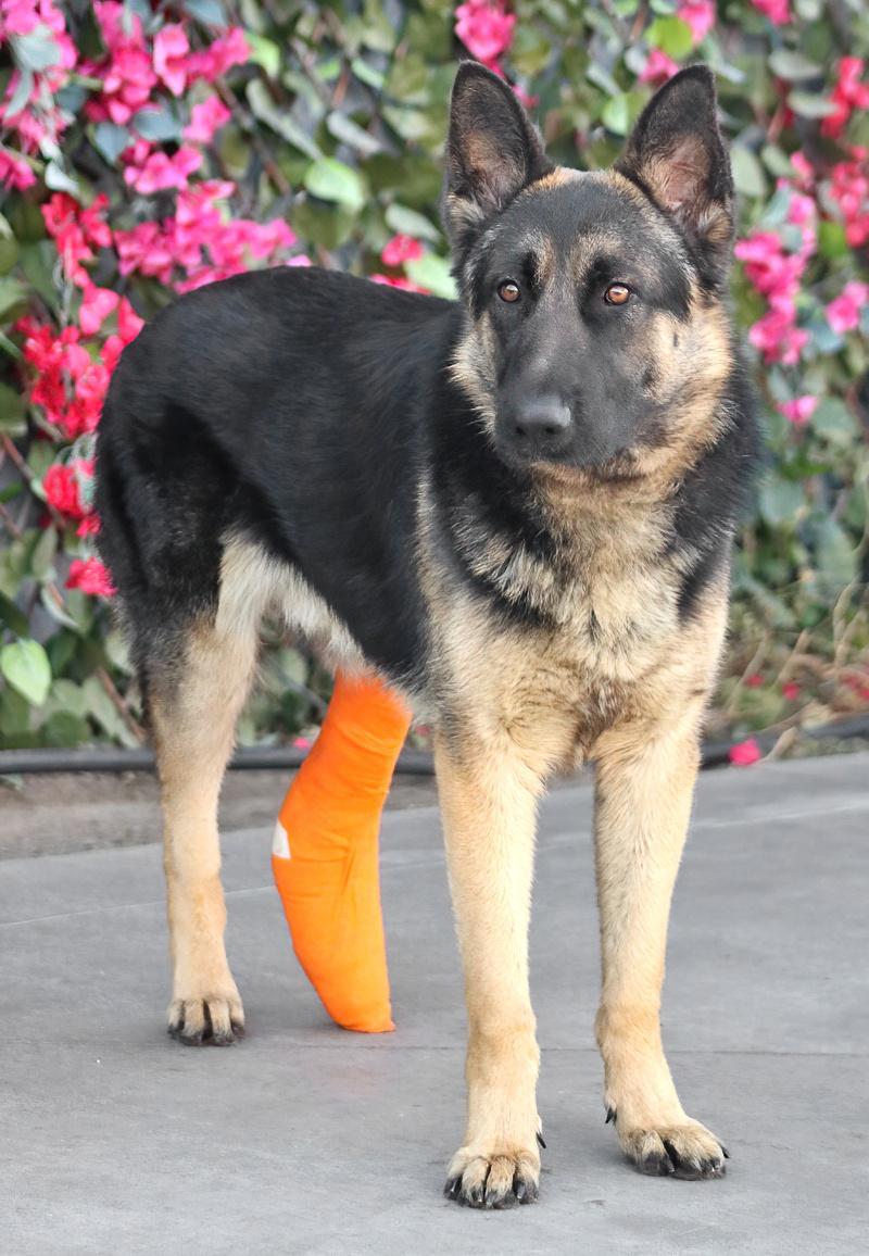 Cachorro de pastor alemán lists para ti.