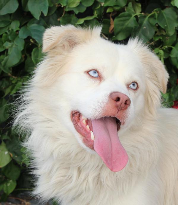 Pastor Australiano Bailey von Banteln