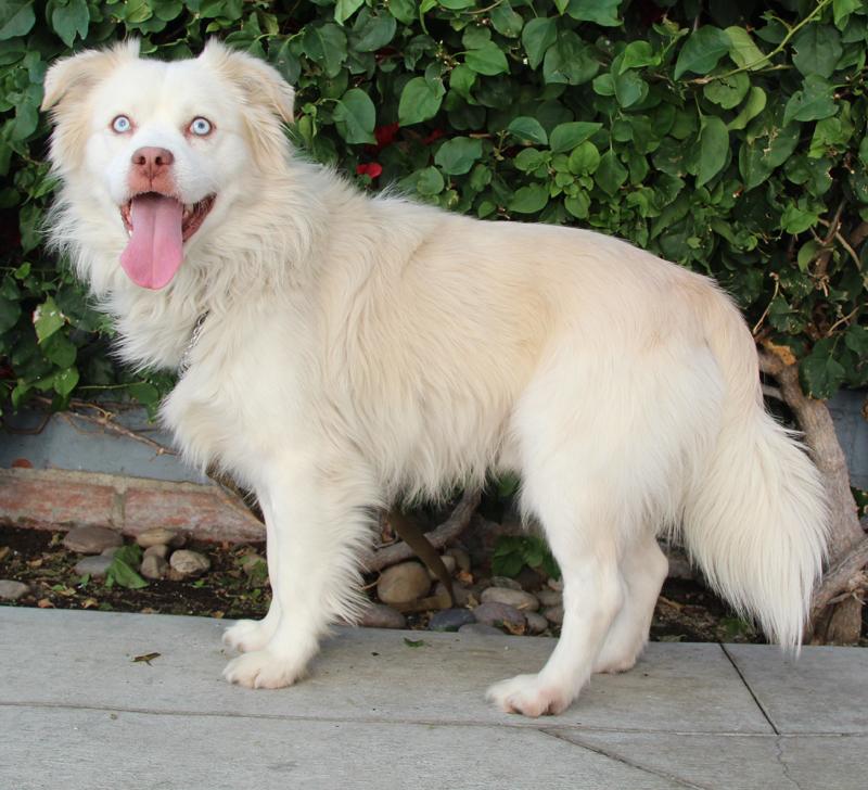 Pastor Australiano Bailey von Banteln