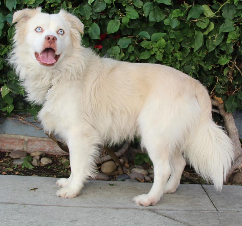 Pastor Australiano Bailey von Banteln