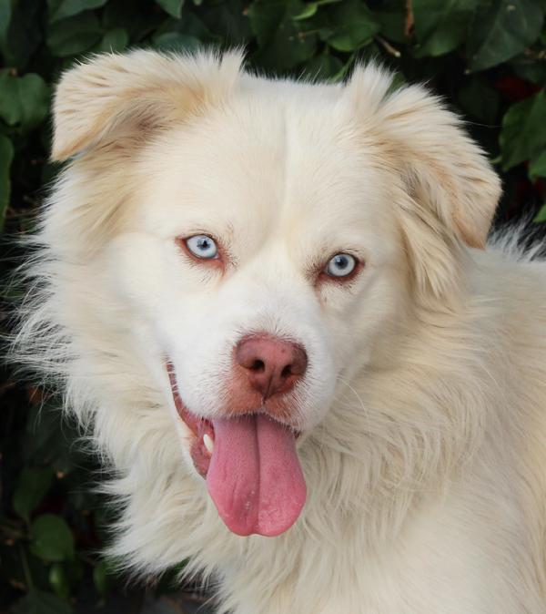 Pastor Australiano Bailey von Banteln