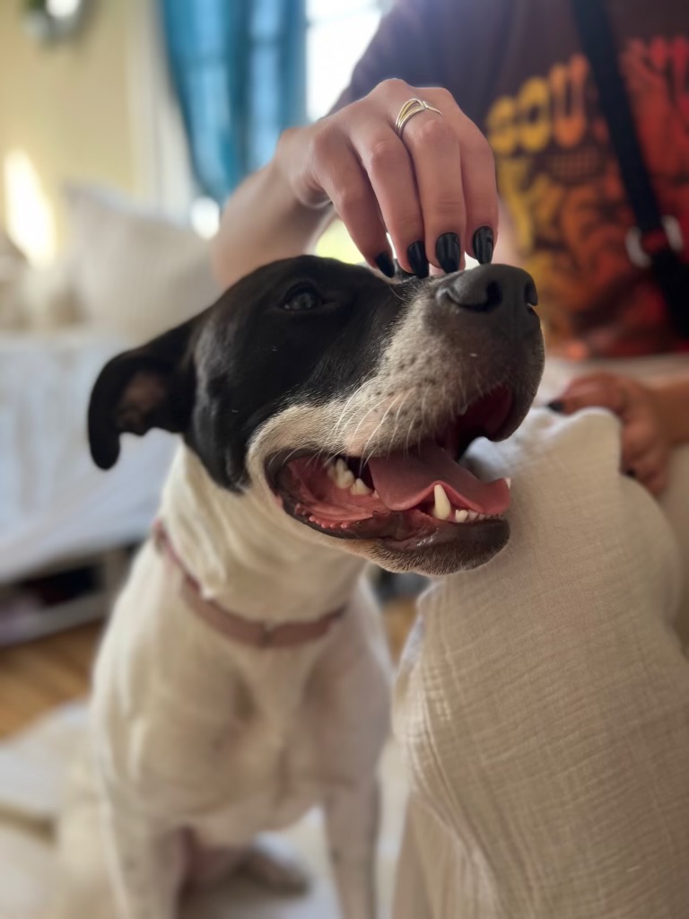 Staffordshire Bull Terrier