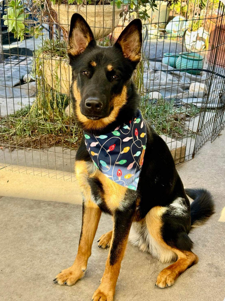 Mezcla de pastor, perro guardián perfect