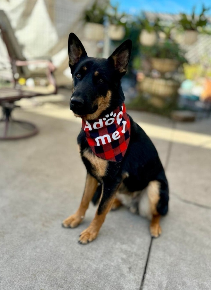 Mezcla de pastor, perro guardián perfect