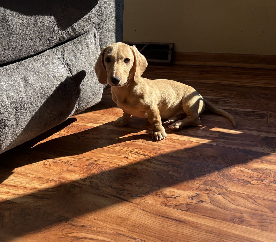 Cachorro de teckel entrenado en casa listo ah