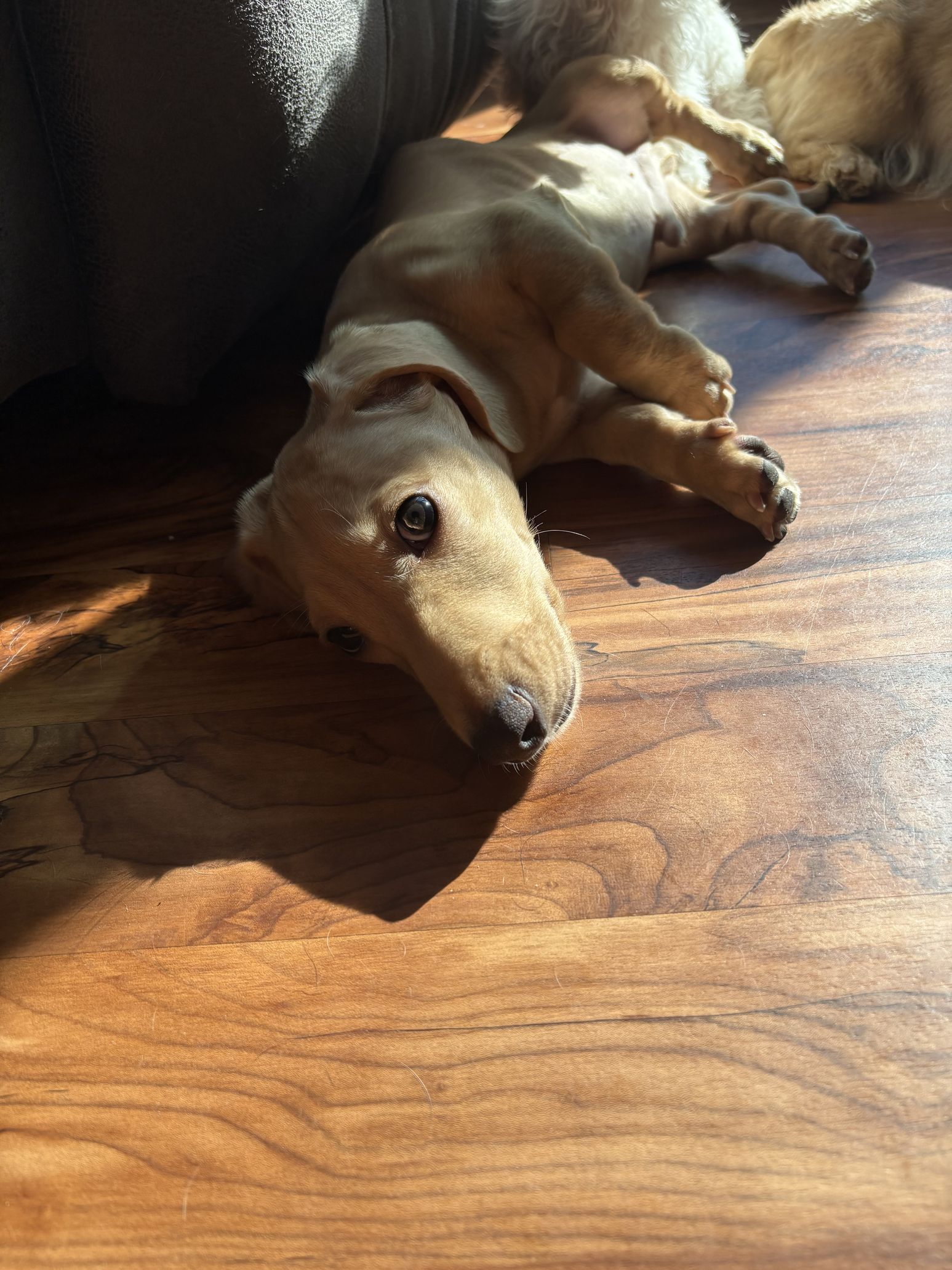 Cachorro de teckel entrenado en casa listo ah