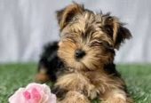 Cachorros Yorkshire Terrier en forma de taza