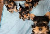 Cachorros Yorkshire Terrier en forma de taza