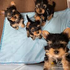 Cachorros Yorkshire Terrier en forma de taza