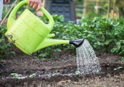 watering-young-seedlings-in-the-garden-with-the-gr-U5E49U5-1