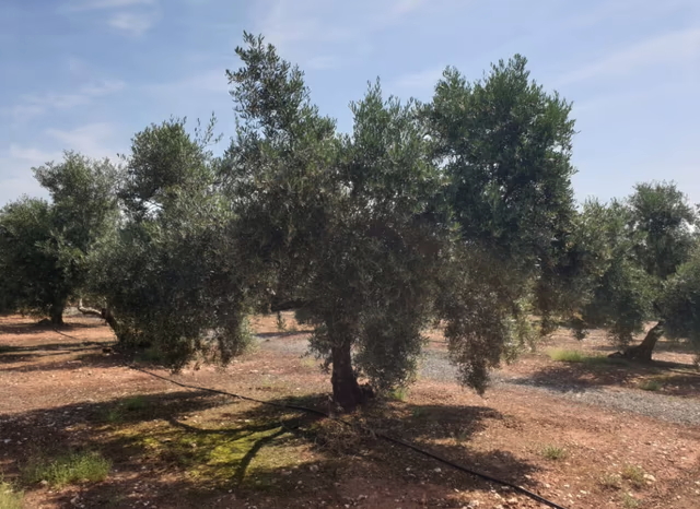 Vilches -jaén. 720 olivos de riego