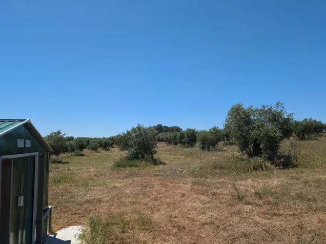 Olivar ecológico (en reconversión)