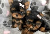 Yorkshire terrier mini toy macho de raza al mejor precio de venta