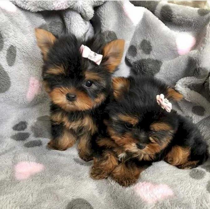 Yorkshire terrier mini toy macho de raza al mejor precio de venta
