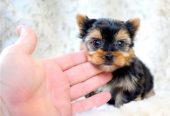 Yorkshire terrier mini toy macho de raza al mejor precio de venta