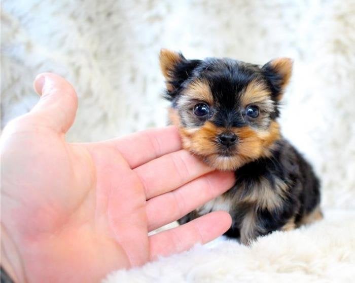 Yorkshire terrier mini toy macho de raza al mejor precio de venta