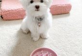 Regalo bichon maltes mini toy para adopcion