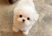 Regalo bichon maltes mini toy para adopcion