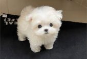 Cachorro maltese blanco
